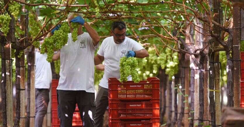 Stati generali del vino: bocciatura unanime per l’etichetta allarme