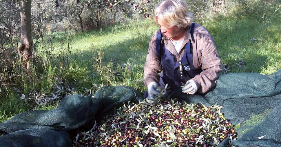 Olio di oliva, ancora una stagione difficile per il raccolto italiano