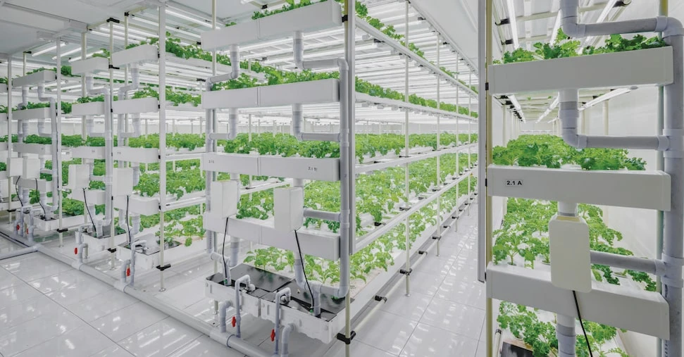 L’agricoltura verticale dopo i supermercati conquista i grandi chef