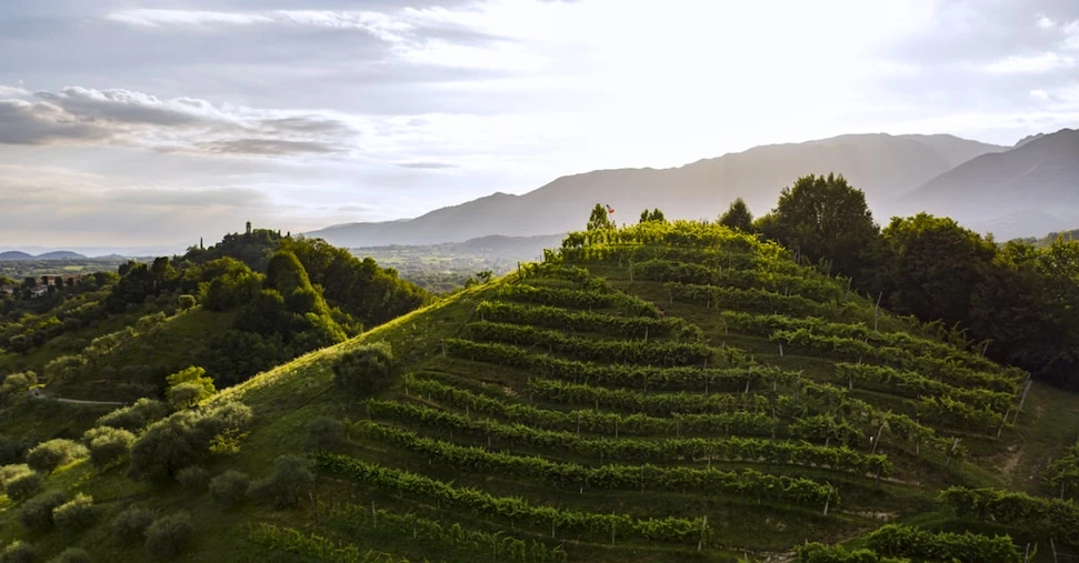 Vino, in arrivo 93 milioni per la promozione all’estero