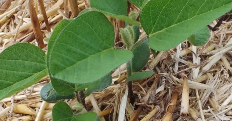 Agricoltura rigenerativa, progetto innovativo dei giovani di Confagri e xFarm