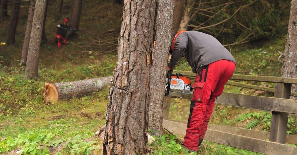 L’industria delle foreste riparte, grazie ai giovani imprenditori