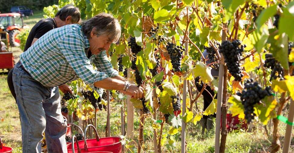 Caldo e siccità anticipano la vendemmia: oggi al via il taglio dei primi grappoli in Sicilia. Ecco le novità del 2024