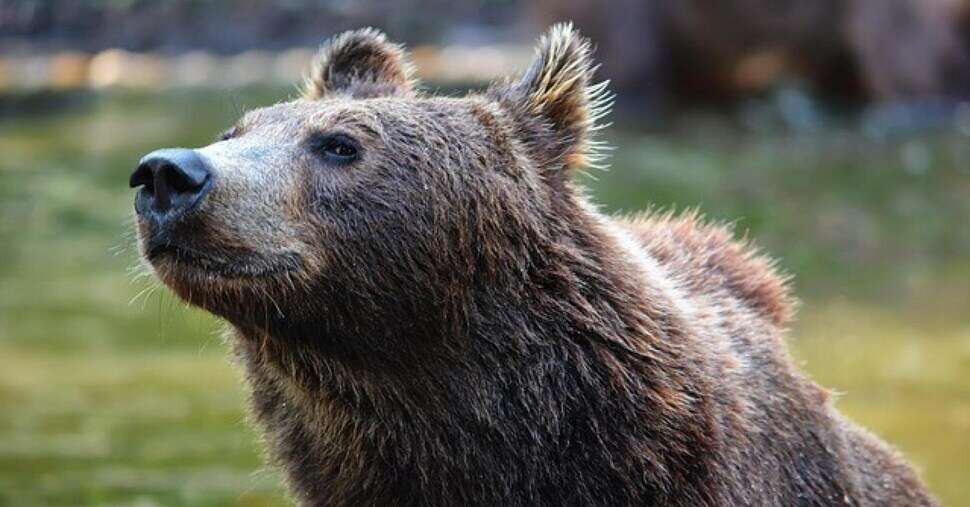 Da Fugatti nuova ordinanza di abbattimento dell’orsa Kj1. In arrivo ulteriore ricorso al Tar degli animalisti