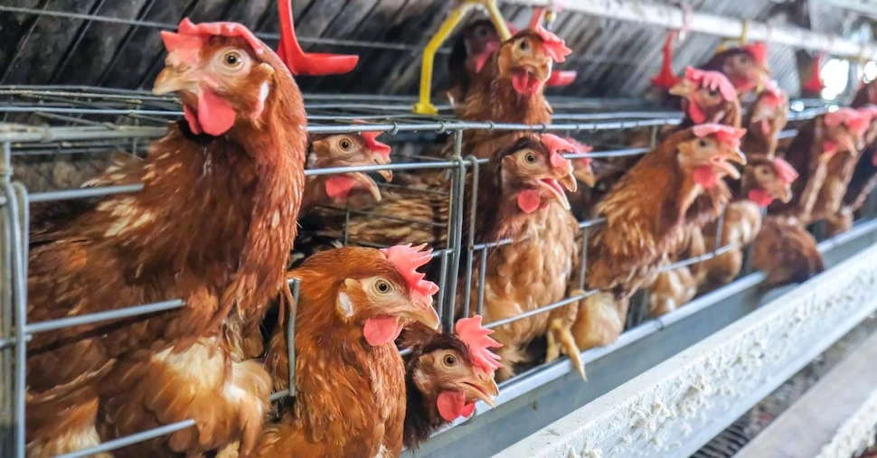 Carni bianche, torna a crescere la produzione. In aumento gli acquisti di uova