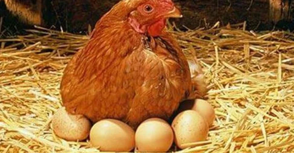 Carni bianche e uova: fatturato a 7,5 miliardi e consumi in ripresa