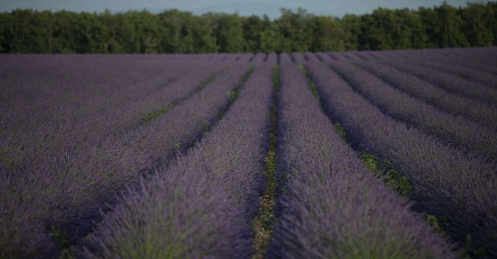 Agricoltura biologica, 1,5 milioni di euro per ricerca su piante officinali e aromatiche