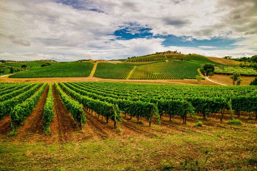 Battaglia sulle etichette del vino: solo nel suo territorio il vitigno può essere Doc