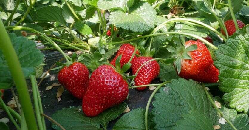 Fragola della Basilicata Igp, verso il riconoscimento del marchio