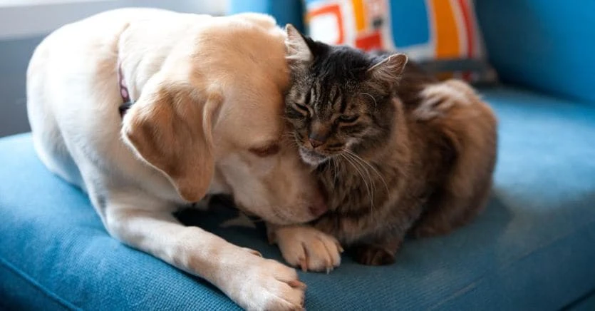 Polizze per cane e gatto, ecco come scegliere
