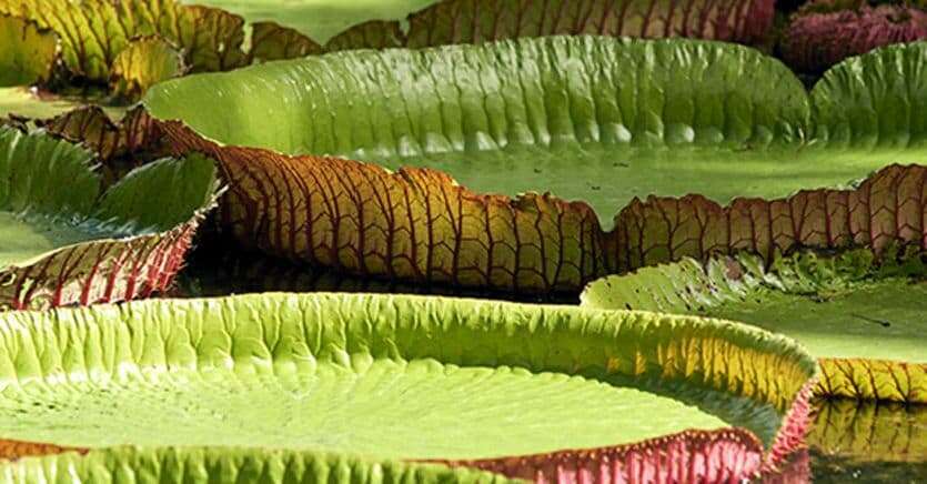 La natura selvaggia e accogliente della bella Mauritius