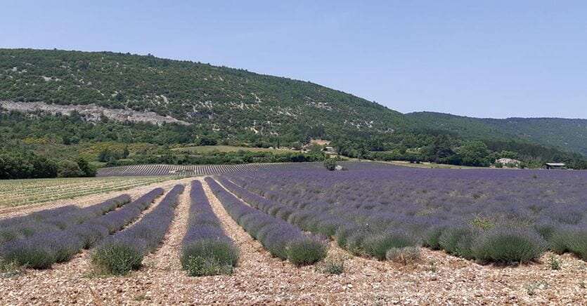 Il giro dell’Italia tra i colori e i profumi della Lavanda