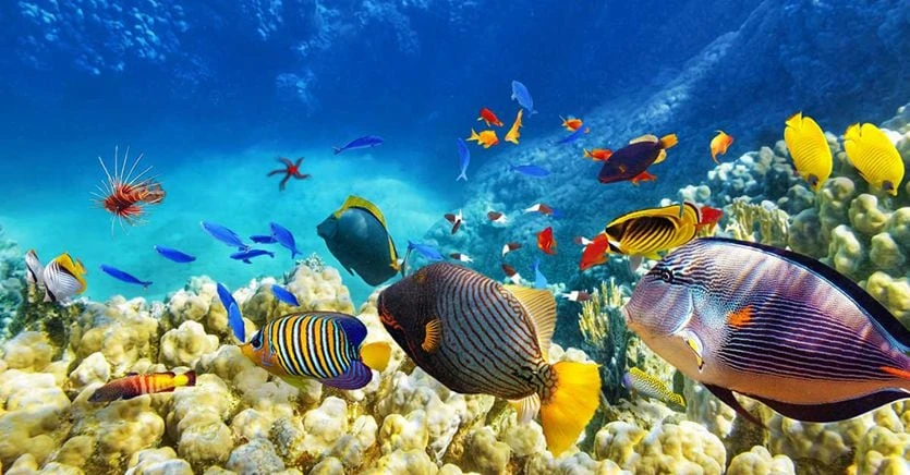 Blue Economy: dall’Ue 3,5 miliardi e 40 azioni per la difesa degli oceani