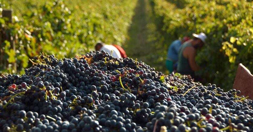 Nella vendemmia 2023 il calo produttivo è soprattutto del vino biologico