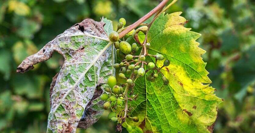 Allarme peronospora sulla vendemmia: in Puglia e Abruzzo a rischio un terzo della produzione