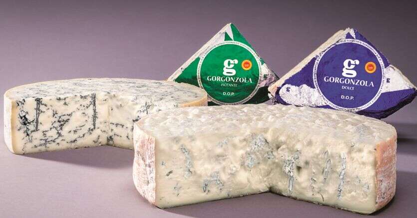 Gorgonzola, dopo la frenata del 2022 riparte la produzione. Export in crescita