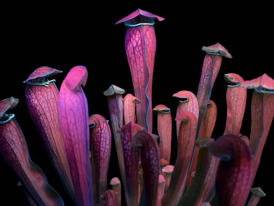 Tra botanica e visual culture: una mostra mette al centro il rapporto tra l’uomo e la natura