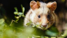 Ein Hotel für den Hamster