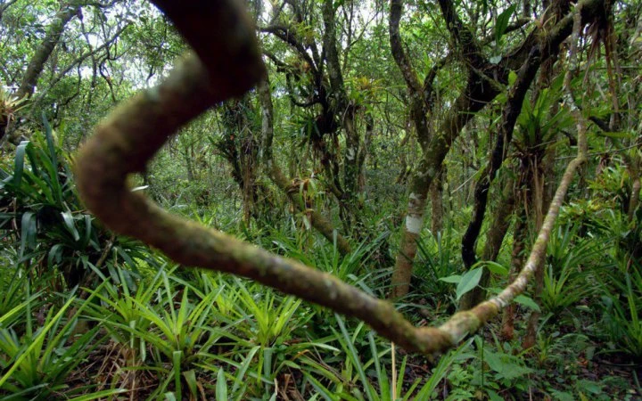 Бразилія дозволила пробні буріння нафтових свердловин в регіоні Амазонки