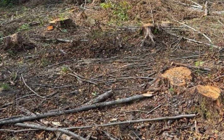 ФотоНа Львівщині лісничі отримали підозру у незаконній вирубці понад 20 тисяч дерев