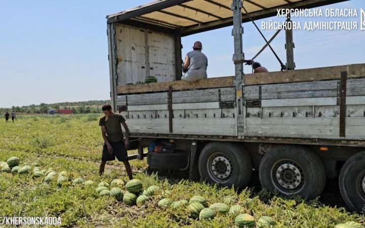 Попри війну на Херсонщині зібрали перші 160 тонн кавунів