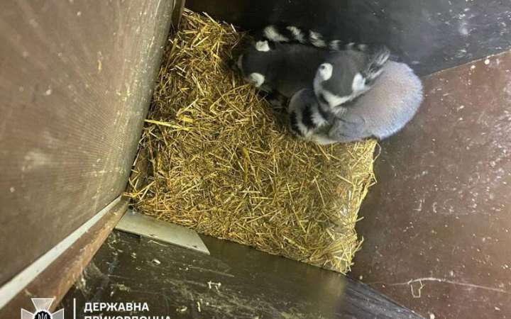 На кордоні з Польщею виявили спробу незаконного перевезення лемурів і птахів