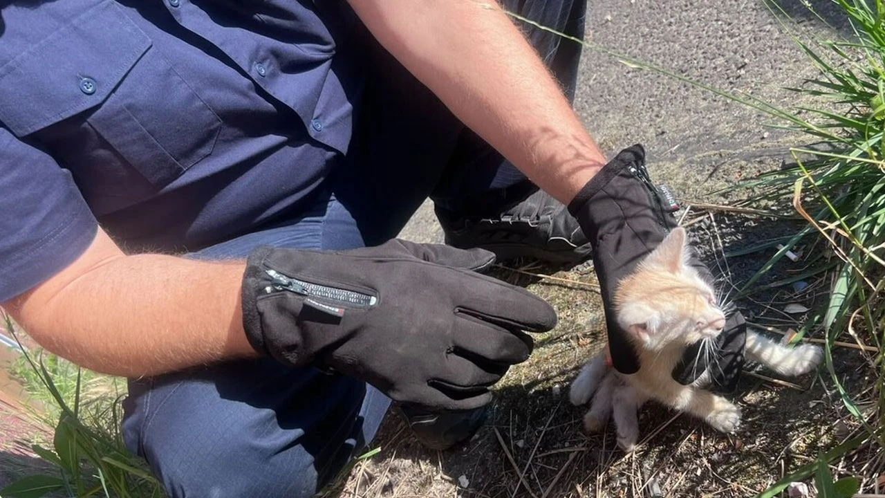 Kotek utknął w samochodzie. Policjanci przybyli na ratunek