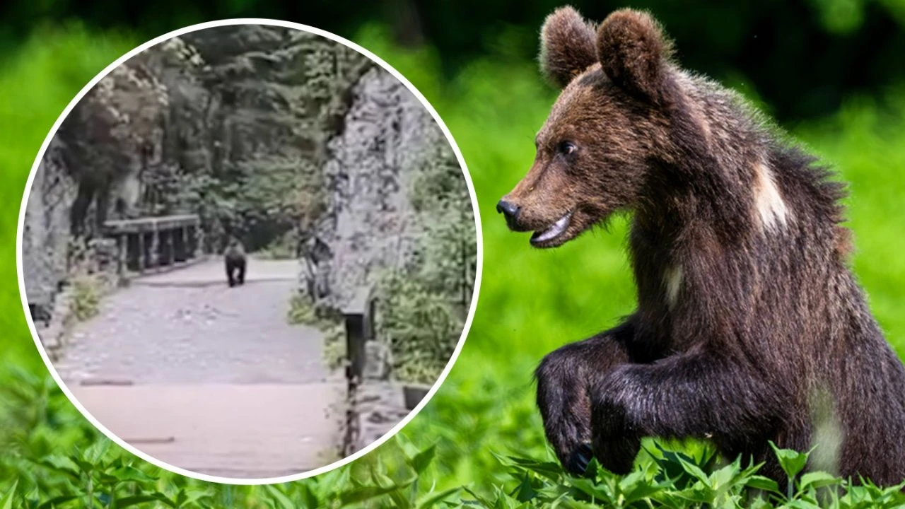 Niebezpieczne spotkanie w Tatrach. Turysta uciekał przed niedźwiedziem