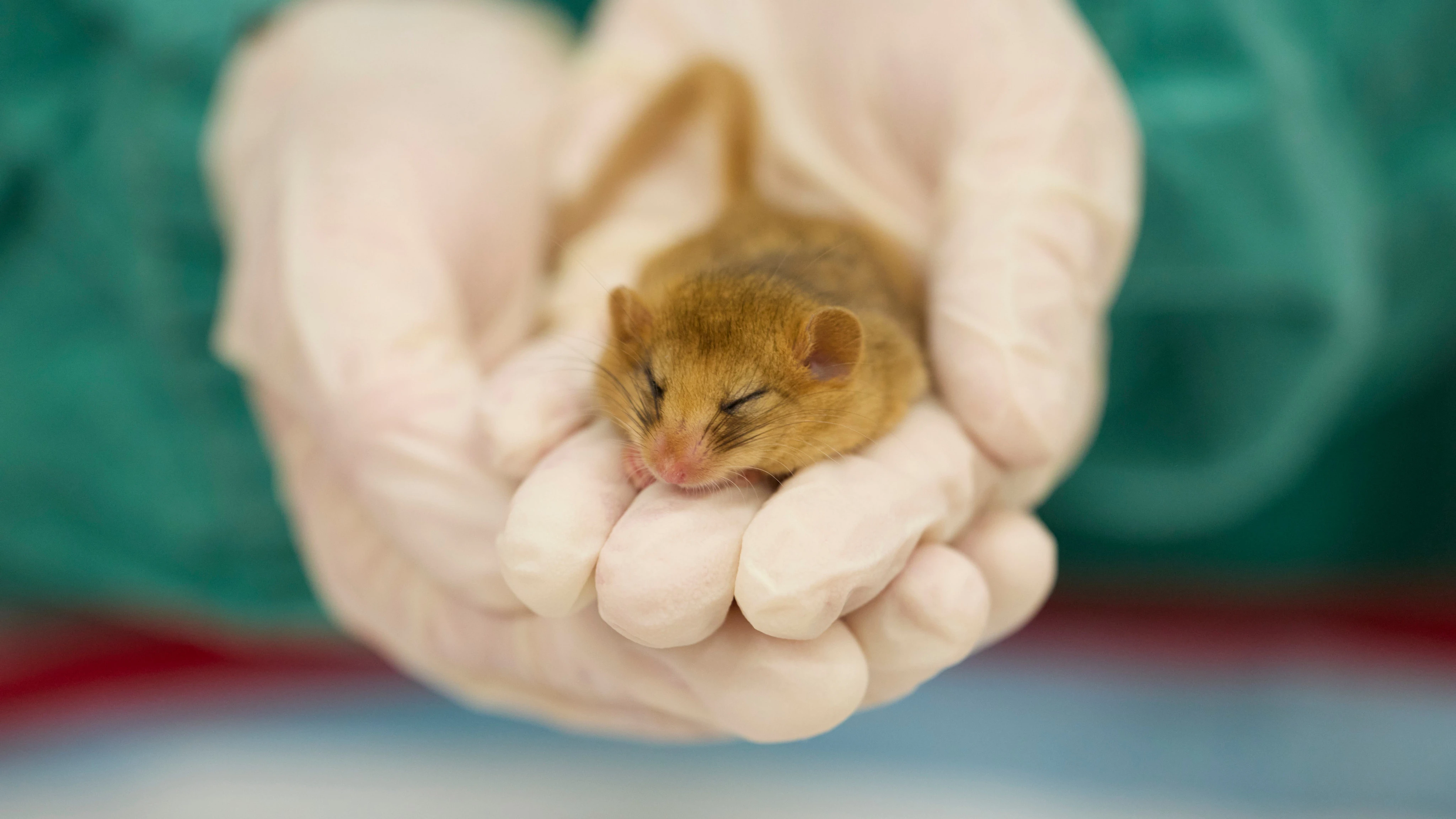 Nine rare hazel dormice to be released in wild after successful health checks