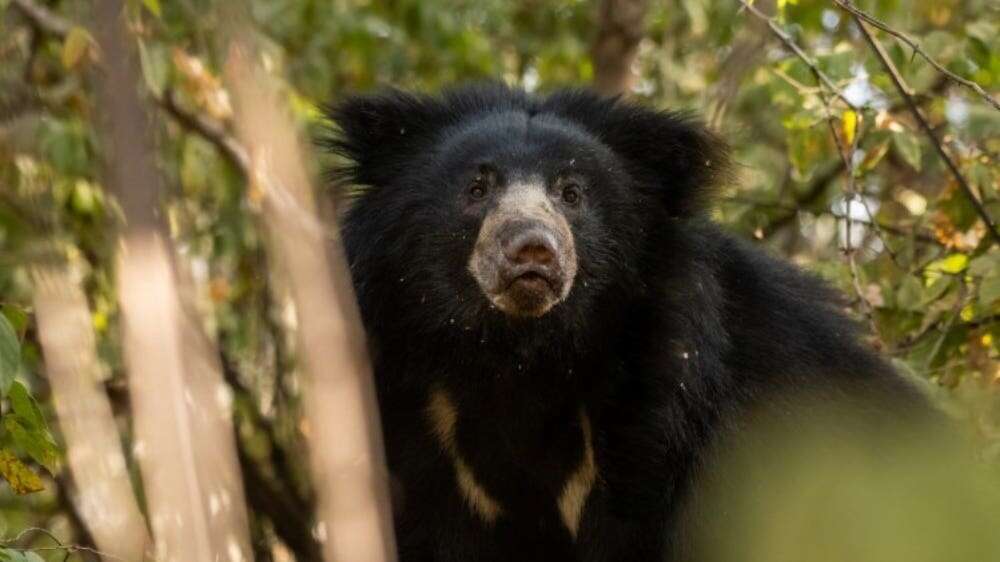 Former home of giant pandas to be turned into habitat for sloth bears