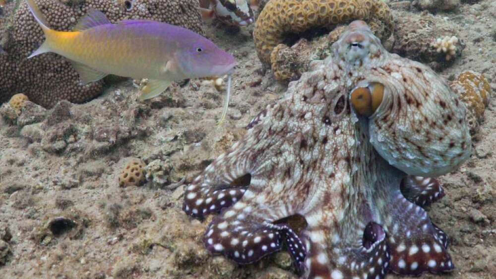 Octopuses and fish hunt together, taking it in turns to lead – study