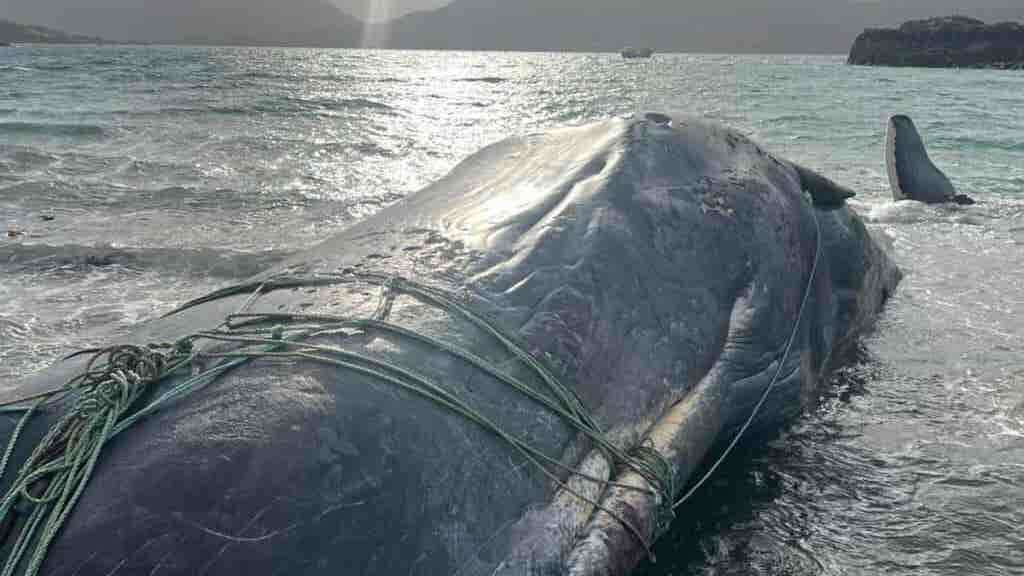 Sperm whale tangled in ropes dies after stranding