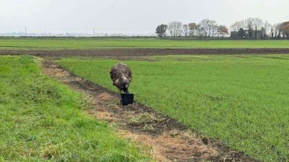 Runaway emu being chased by drivers in 4x4s – police