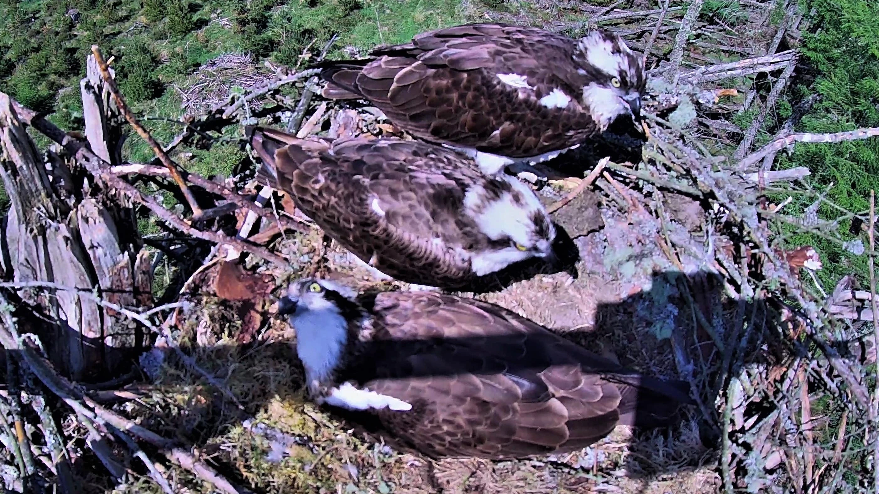 Three birds share a nest in osprey ‘love triangle’