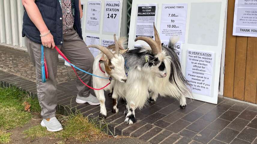 Woman takes two pet pygmy goats to polling station