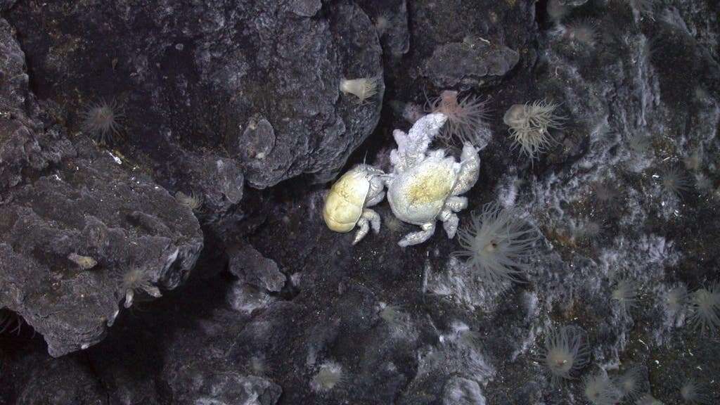 Male ‘Hoff’ crab has bigger claws to fight other males for a mate