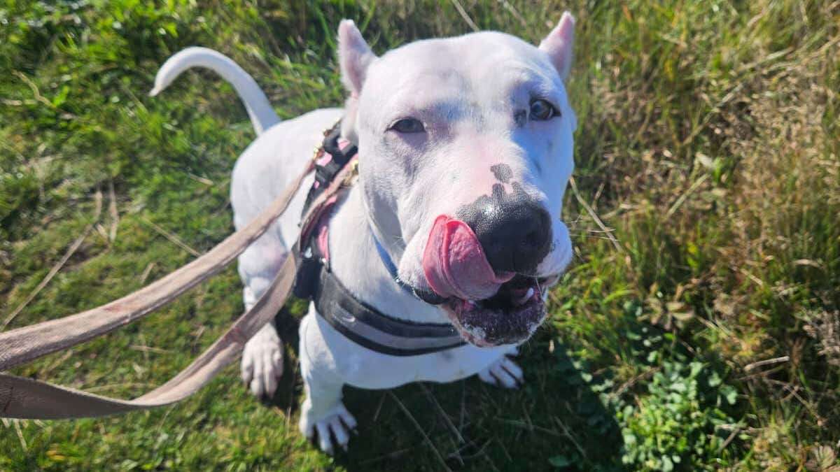 Deaf dog with cropped ears learning sign language to help her find new home