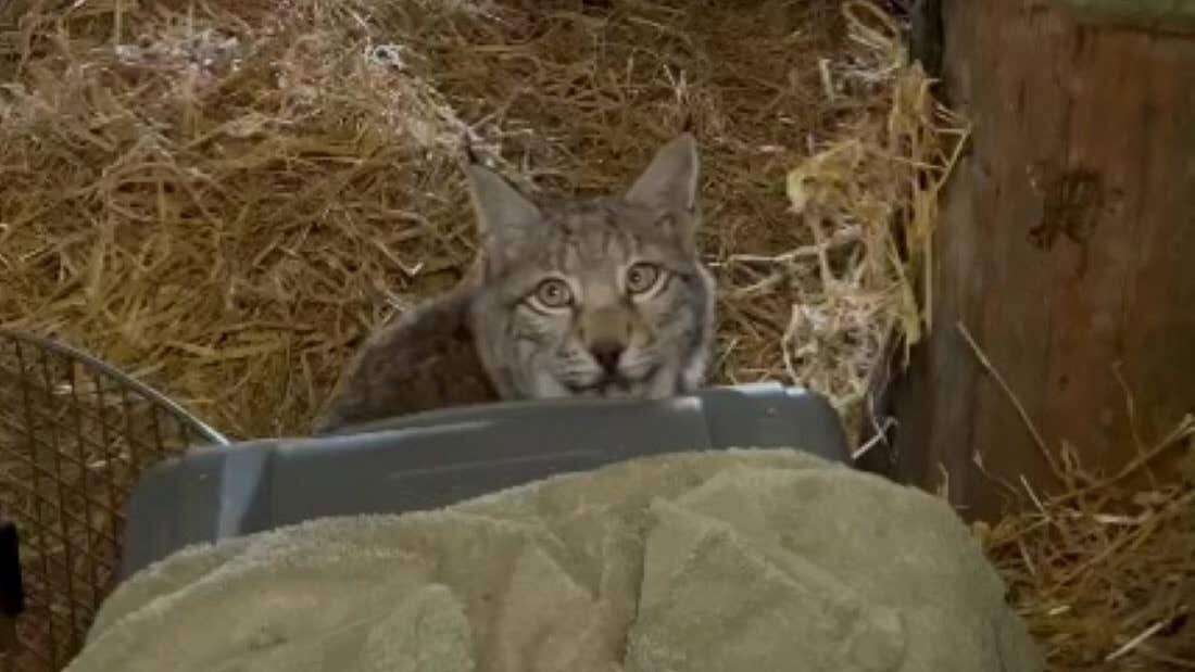 Letting lynx loose in Highlands was ‘highly irresponsible’, conservationist says