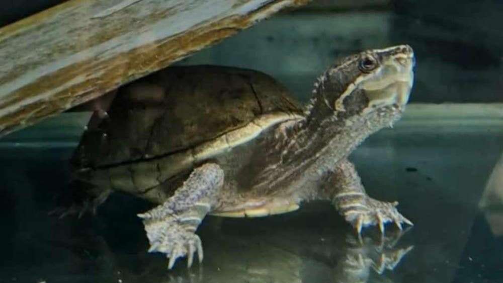 Elon the musk turtle rehomed by RSPCA after record 1,579 days