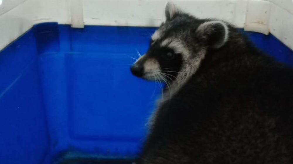 Racoon found ‘no worse for wear’ but search continues for trio still missing