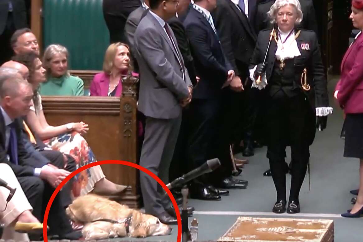 Eagle-eyed viewers spot newest (canine) member of govt