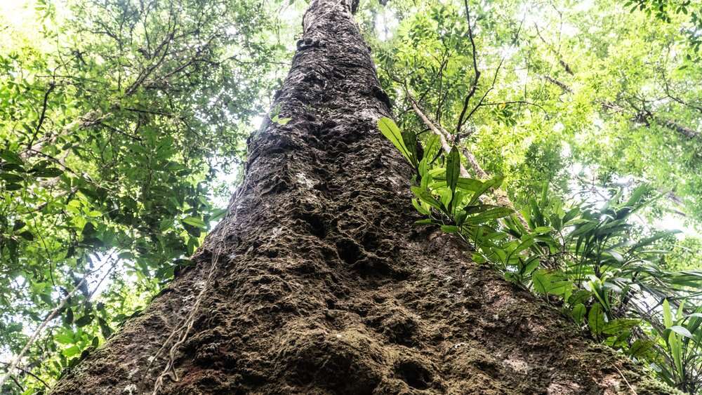 Indígenas apontam cautela sobre grandes projetos de proteção das florestas