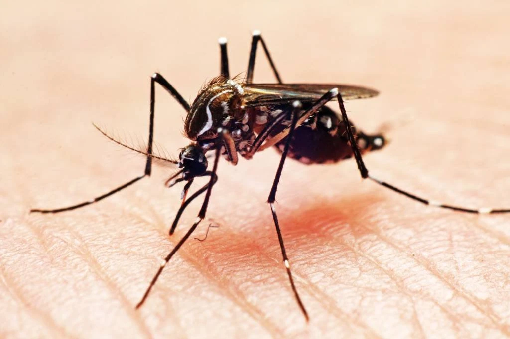 Como a pandemia pode ter impedido 700 mil casos de dengue em todo o mundo