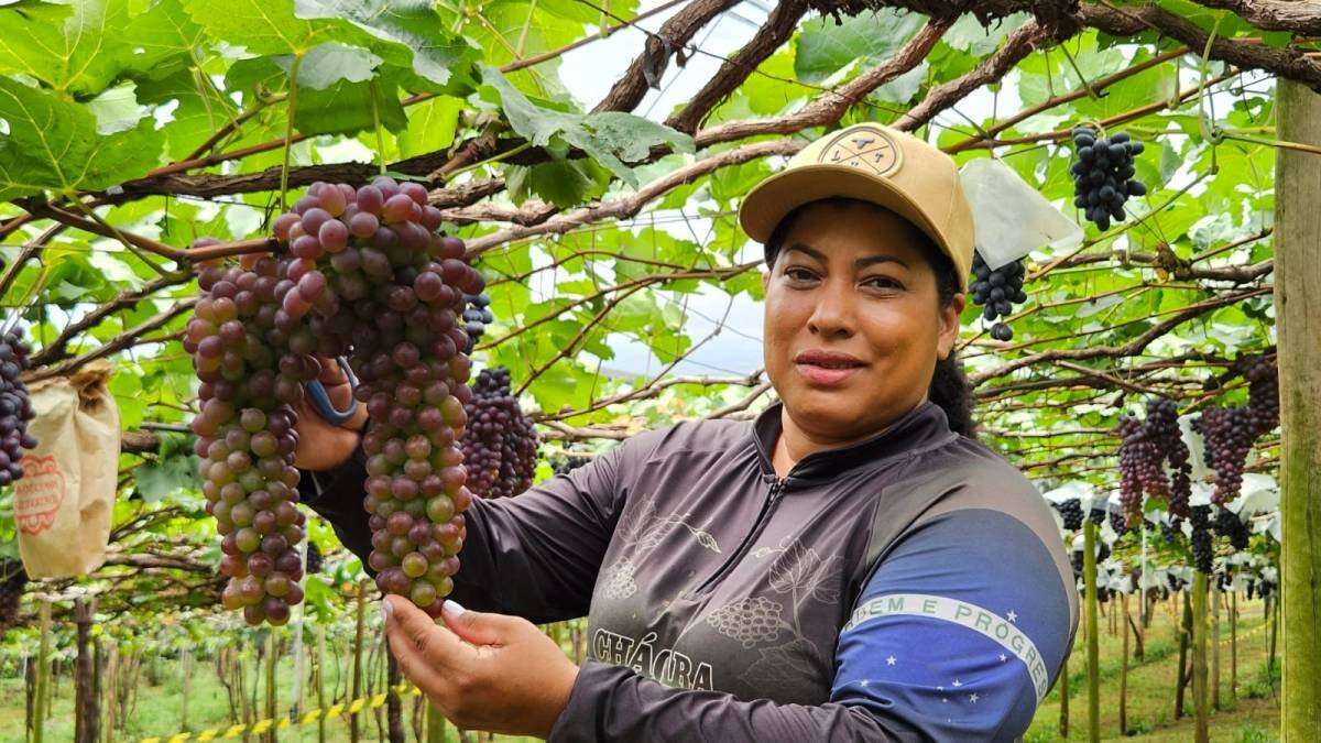 Open bar de uva? Como é a experiência de colher e degustar a fruta direto das parreiras