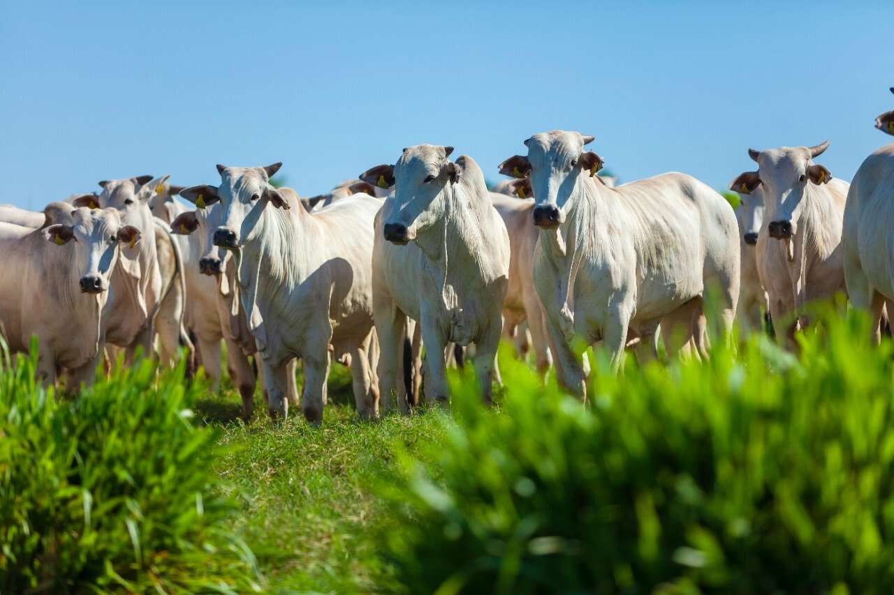 Minerva (BEEF3) dispara 9% com bons sinais em integração dos ativos da Marfrig