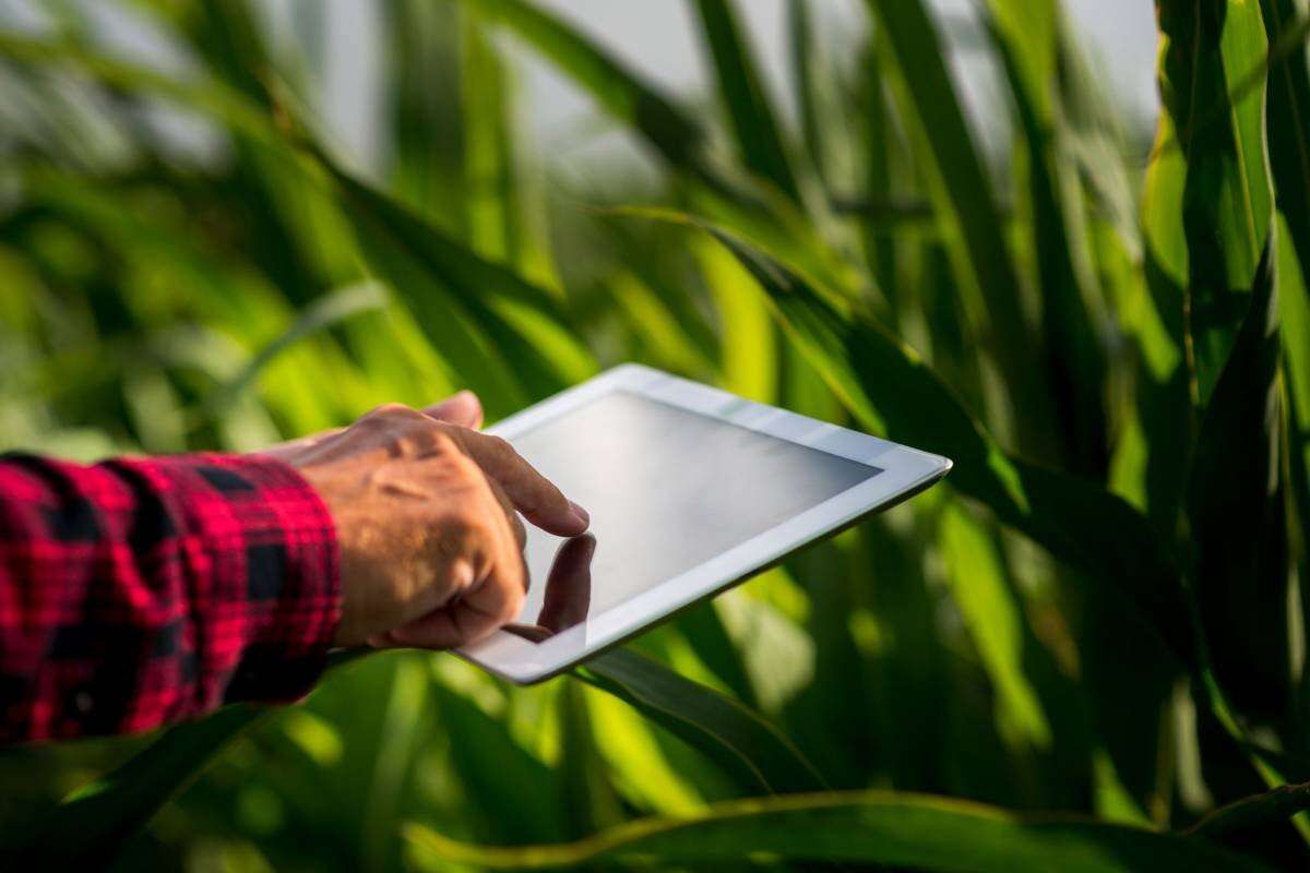 5 passos para aplicar inteligência artificial no agronegócio