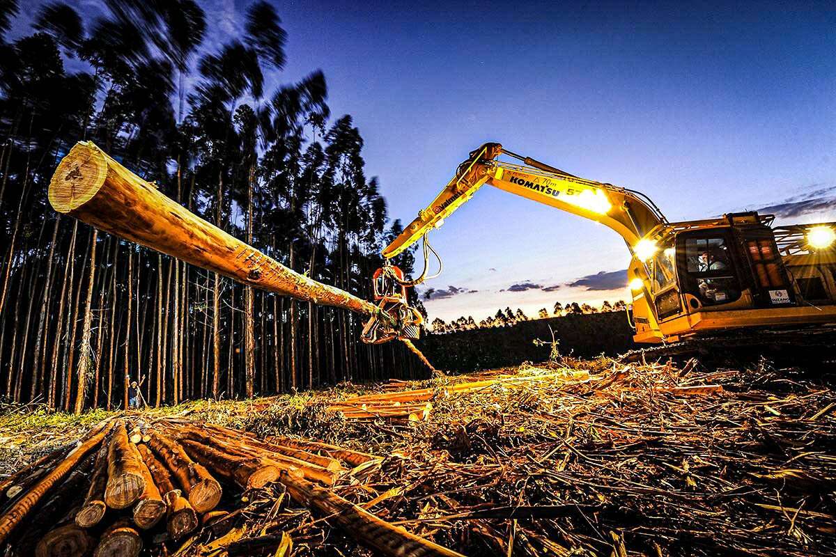 Com joaninhas no controle de pragas, Suzano economiza R$ 3 milhões em pesticidas; entenda