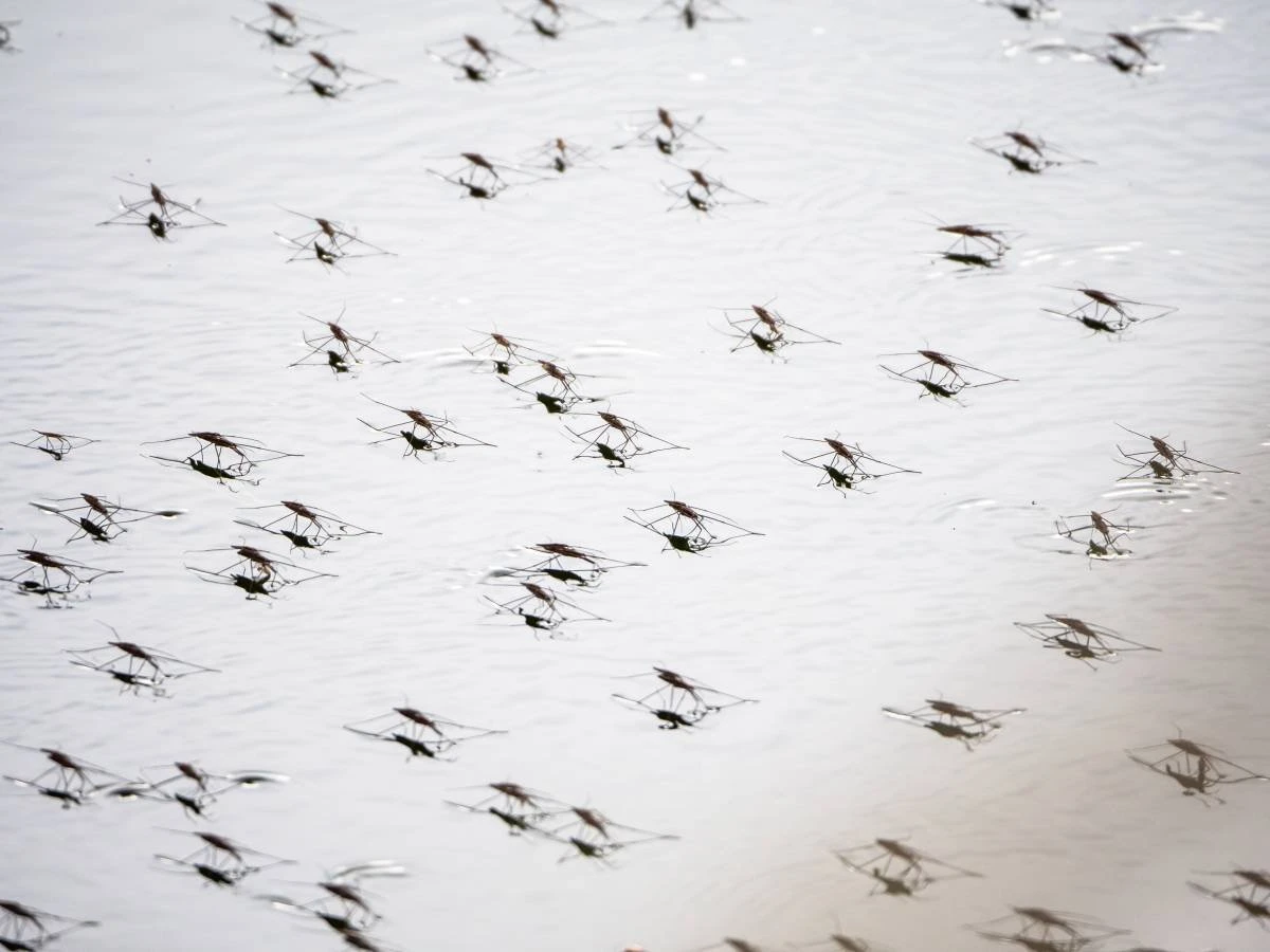 Invasão de mosquitos em Buenos Aires faz Milei e oposição trocarem acusações