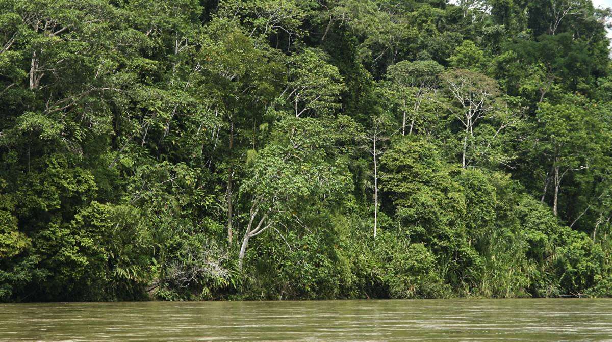 Sucesso da bioeconomia depende de união entre ciência, tecnologia e saberes tradicionais na Amazônia