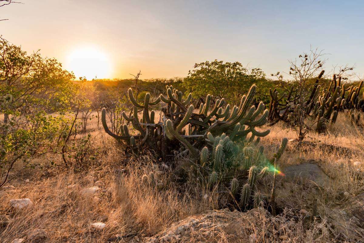 BNDES e heineken investem R$ 10 milhões no reflorestamento da Caatinga